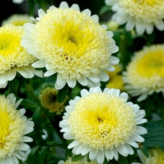 Astra dvojkvetá - Žltá Sidónia (semená)