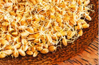 Pšenica - Klíčky (semená) 