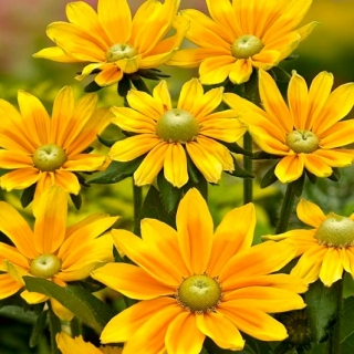Rudbekia Hirta  - Black eyed Sara (semená)
