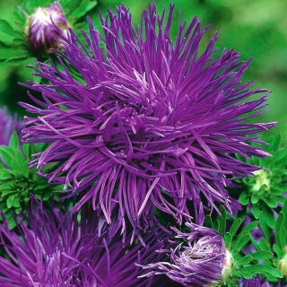 Astra čínska  - Purple (semená)