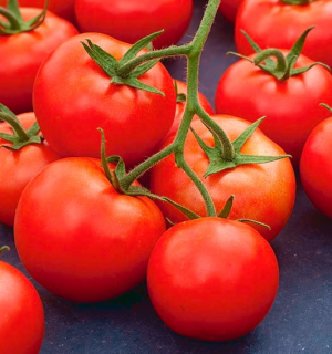 Rumba - paradajka (semená)