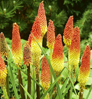 Fakľovka Red hot poker (semená)