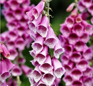 Náprstník - Foxglove (semená)