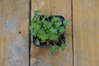 Heuchera - Little cutie peppermint (rastlina)
