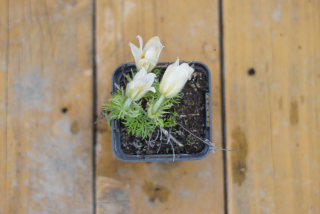 Pulsatila - Pinwheel white (rastlina)