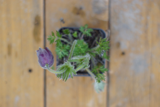 Pulsatila - Blue violet Shades (rastlina)