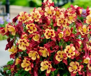 Orlíček - Red yellow (rastlina)