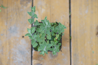 Nepeta - Kocúrnik - Walker´s low (rastlina)
