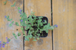 Nepeta - Kocúrnik záhradný (rastlina)