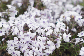 Phlox šidlolistý - Bavaria (rastlina)
