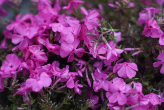 Phlox šidlolistý - Mc Daniels cushion (rastlina)