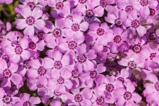 Phlox šidlolistý - Zwergenteppich (rastlina)