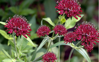 Chrastavec - Knautia macedonica (rastlina)