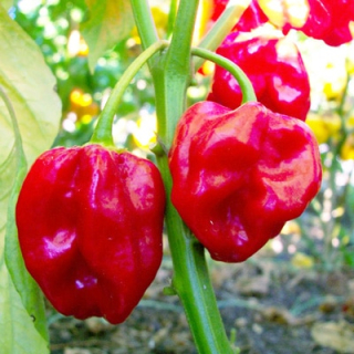 Habanero red savina  (semená)