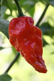 Bhut jolokia red  (semená)