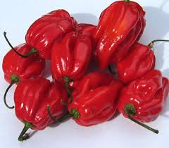 Habanero red  (semená)