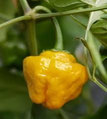 Jamaican yellow (semená)