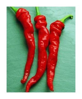 Cayenne thick red  (semená)