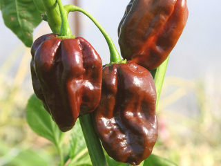 Habanero chocolate  (semená)