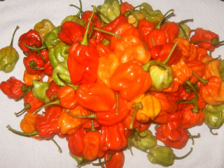 Habanero tobago (semená)