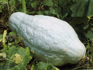 Modrý hubbard - Tekvica  (semená)