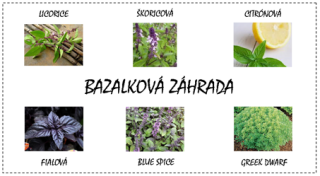 Bazalková záhrada EXTRA (semená - darčekový set)