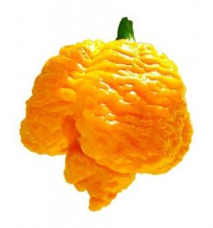 7 Pod Brain Strain yellow  (semená)