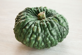 Maria di chioggia - Tekvica (semená)