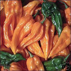 Fatalii  (semená)