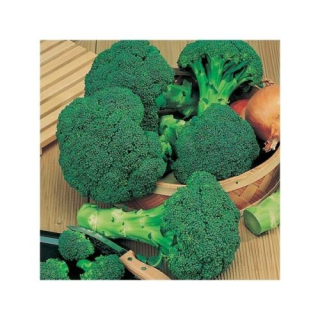 Brokolica - Green Sprouting (semená)