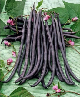 Fazuľa - A cosse violette (semená)