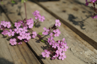 Mydlica bazalkovitá - Saponaria (rastlina)