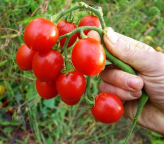 Paradajka Princ borgia (semená) 