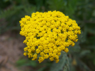 Rebríček žltý (semená)