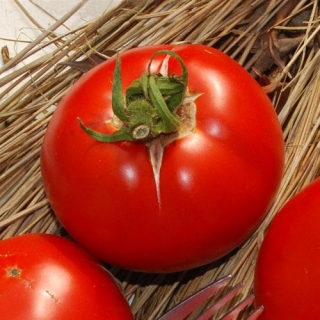 Saint pierre (semená) paradajka
