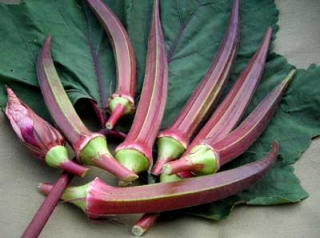 Okra - Burguny - (semená)