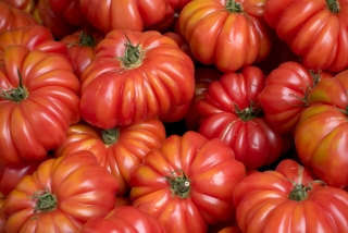 Costolute fiorentino - paradajka (semená)