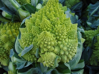 Karfiol - Romanesco ottobrino (semená)