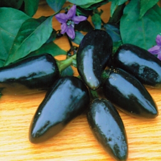 Maďarská čierna  (semená)
