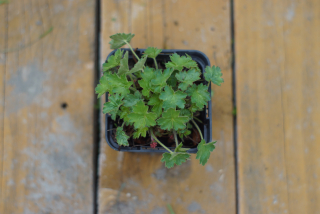 Heuchera - Little cutie peppermint (rastlina)