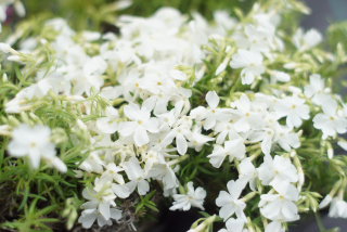 Phlox šidlolistý - White delight (rastlina)