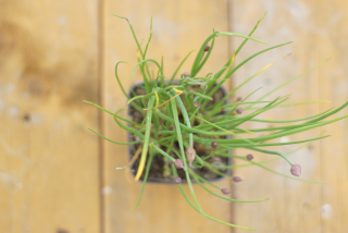 Pažítka - Allium schoenoprasum (rastlina)