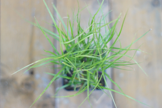 Carex - muskingumensis - ostrica (rastlina)