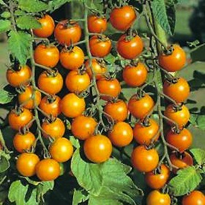 Žltá cherry strapcová (semená)