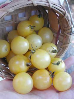 Biela cherry paradajka (semená)