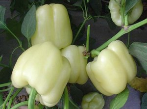 Diamond white - Sladká paprika (semená)