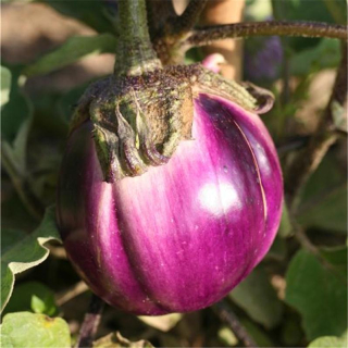 Baklažán - Fialový firenze (semená)
