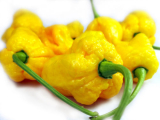 Trinidad Moruga Scorpion yellow (semená) chilli Trinidad Moruga Scorpion yellow (semená) chilli